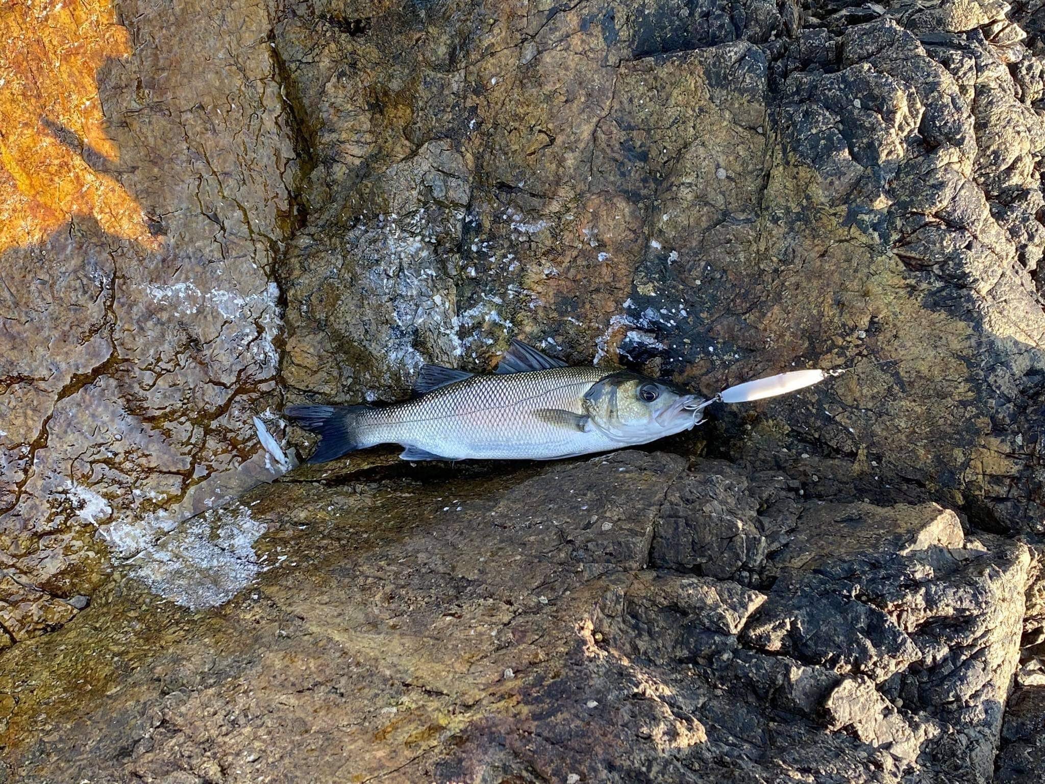 Samson Slim Minnow - Image 5