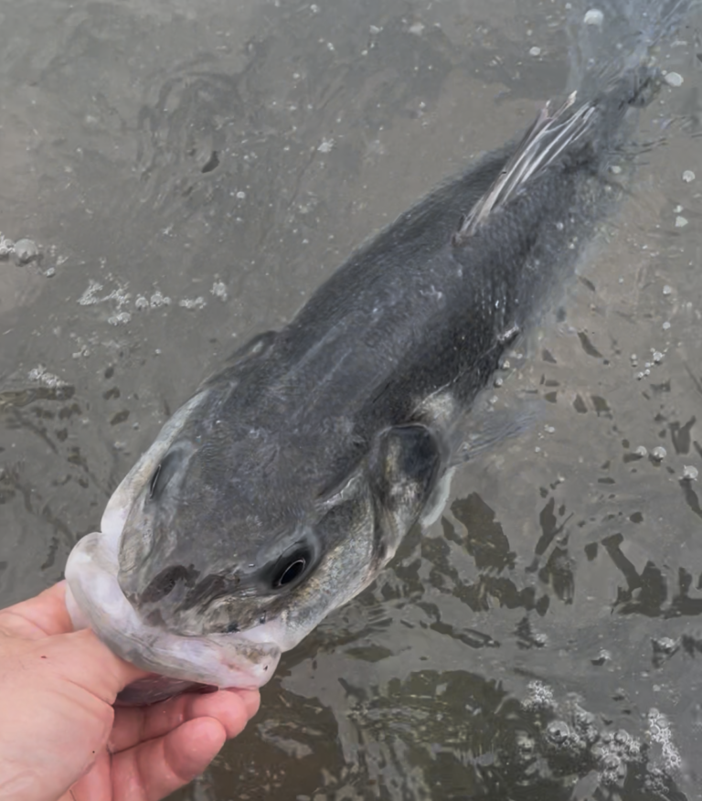 Hand releasing fish into the water
