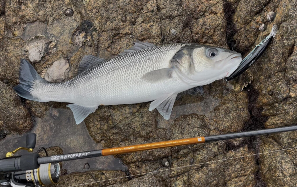 Caught fish on rocky shore with fishing rod