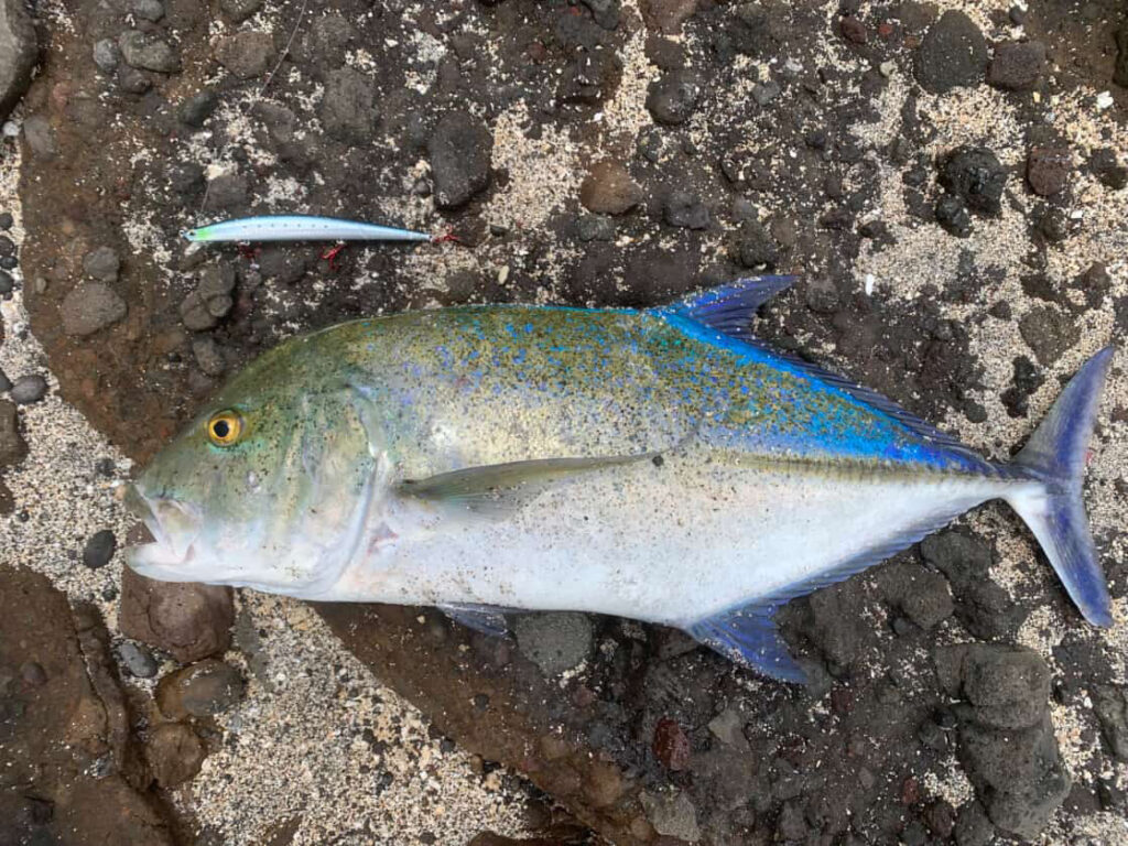 Bluefin trevally fish on rocky shore, next to lure.