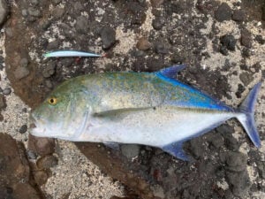 Bluefin trevally fish on rocky shore, next to lure.