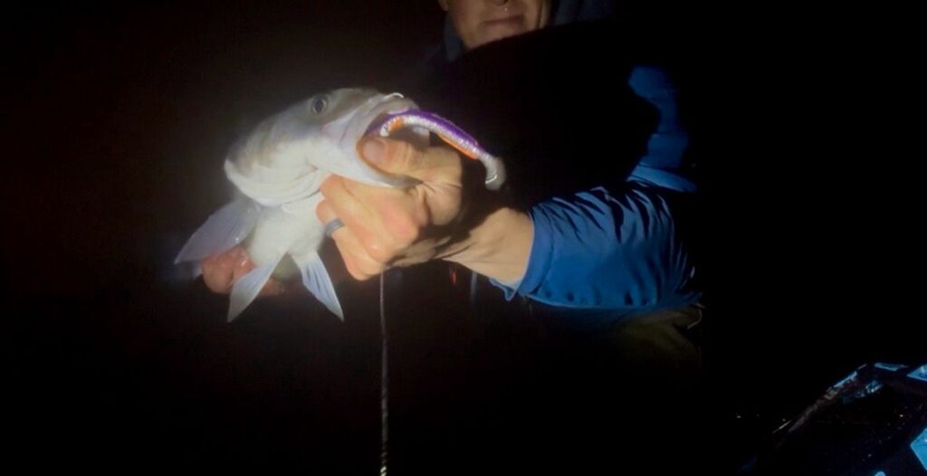 Angler holding fish with lure at night.