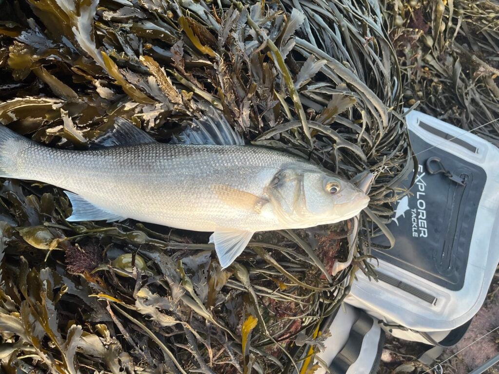 Caught fish lying on seaweed near tackle bag.