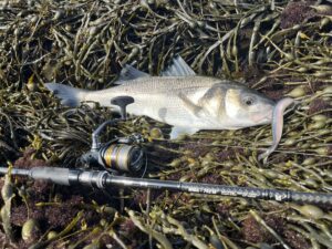 Fishing rod and caught fish on seaweed.
